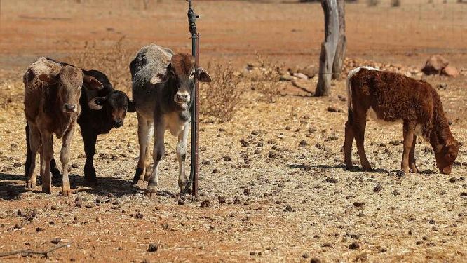 Welcome rain in parts of drought-stricken NSW, Queensland